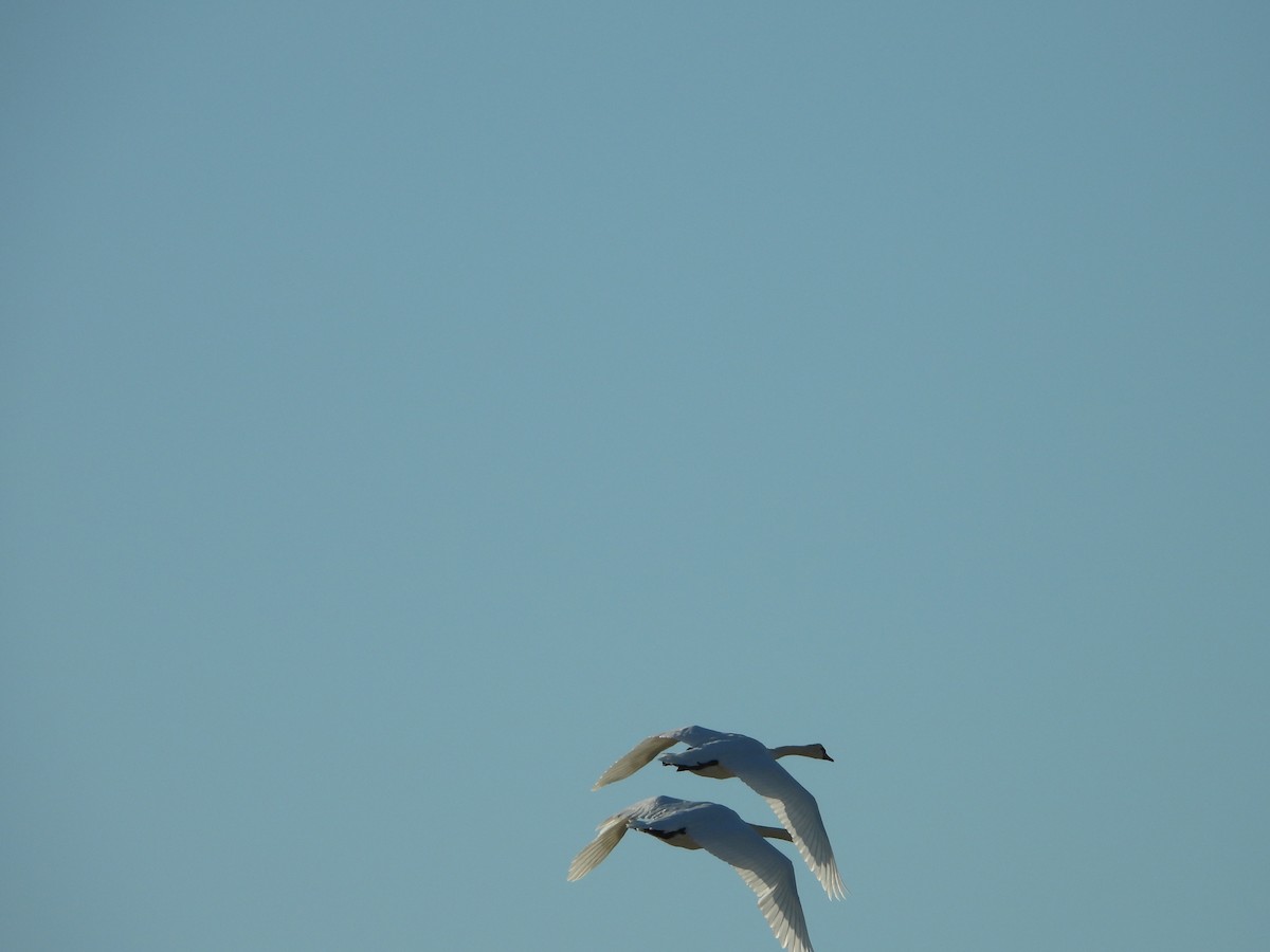 Mute Swan - ML644526732