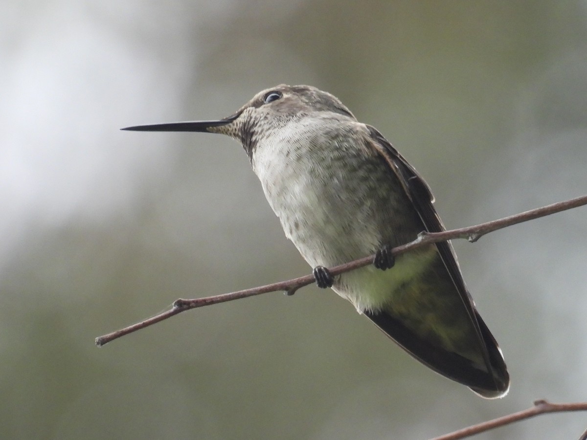 Anna's Hummingbird - ML644526733