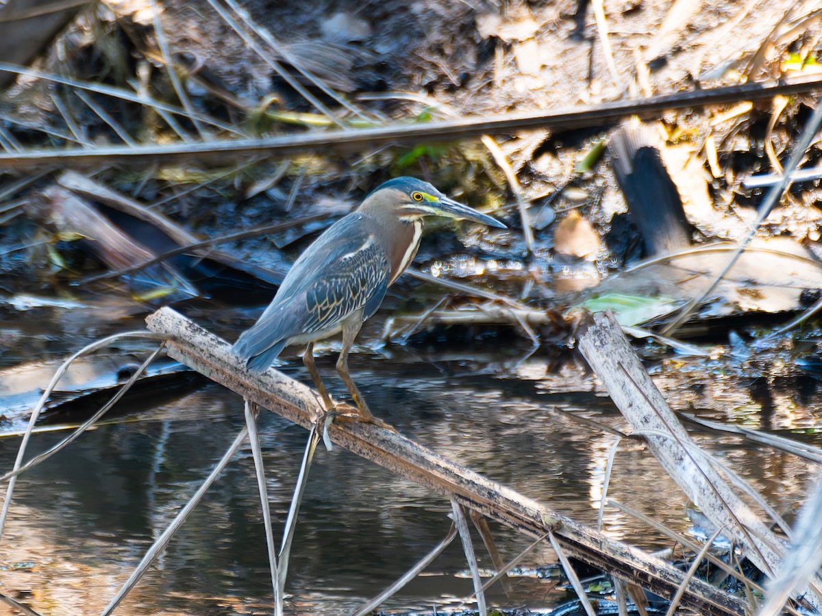 Rufescent Tiger-Heron - ML644526734
