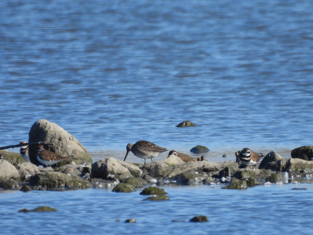 Long-billed Dowitcher - ML644526735