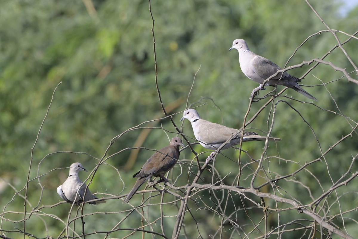 Сахельская горлица - ML644526736