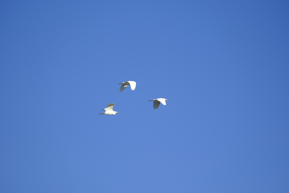 Western Cattle-Egret - ML644526740