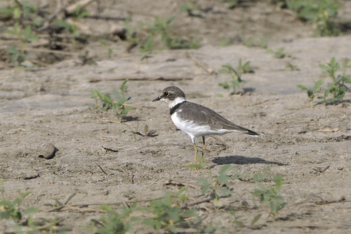 Малый зуёк - ML644526745