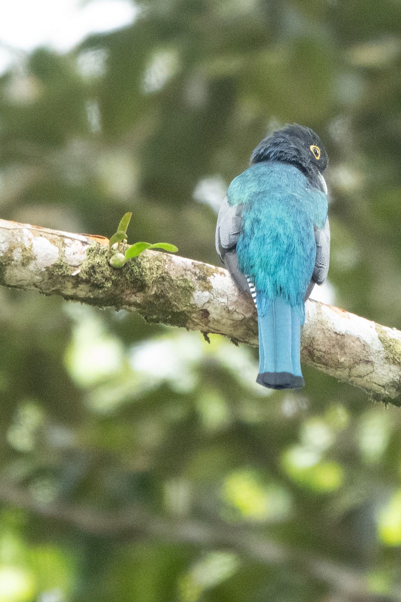 Gartered Violaceous Trogon - ML644526748