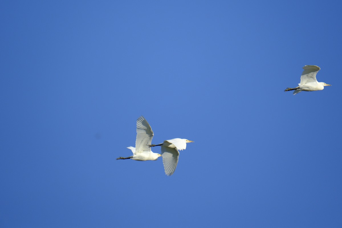 Western Cattle-Egret - ML644526749