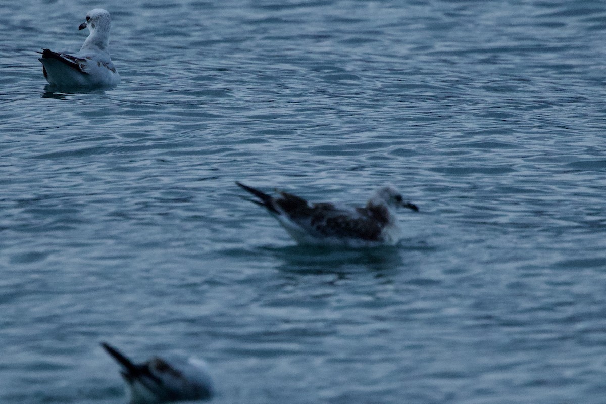 Mediterranean Gull - ML644526753