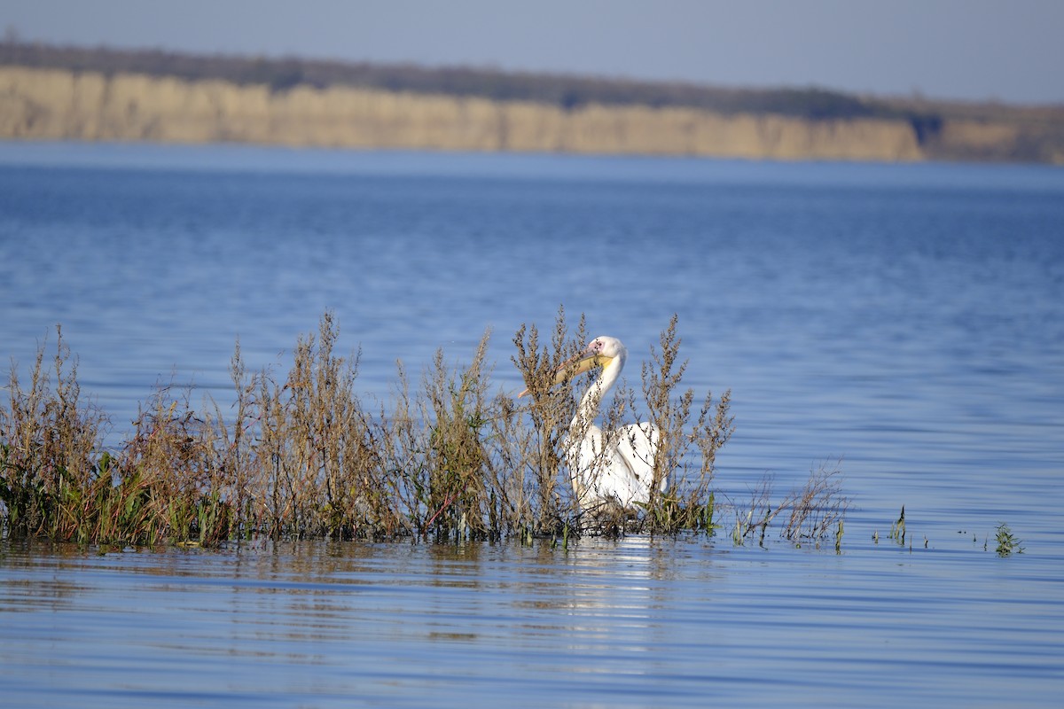 Great White Pelican - ML644526767
