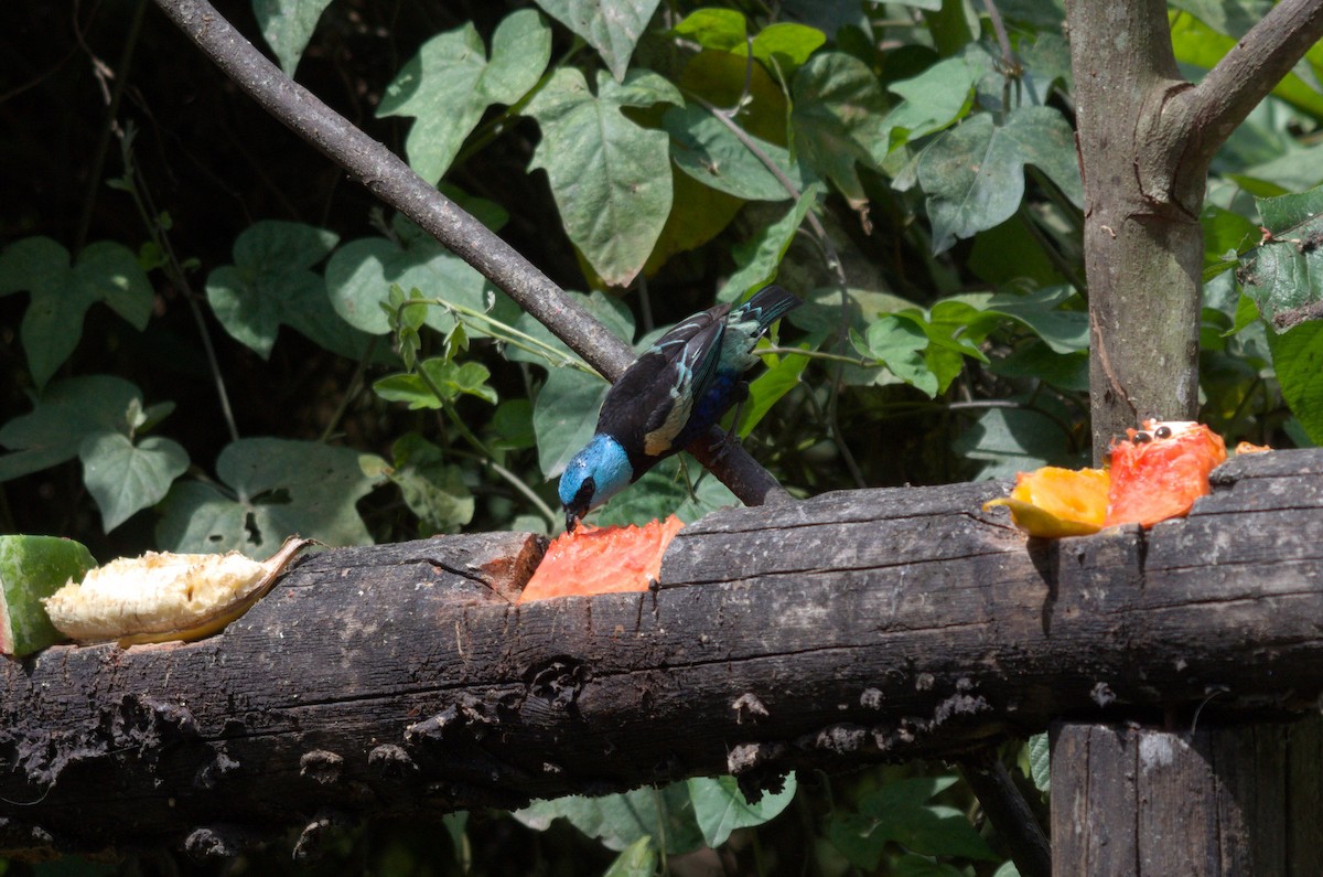 Blue-necked Tanager - ML644526769