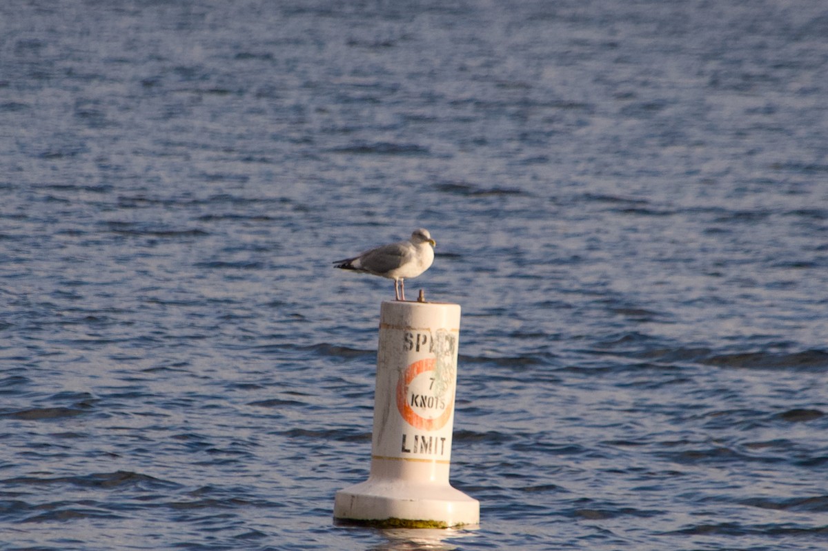 racek západní x šedokřídlý (hybrid) - ML644526770