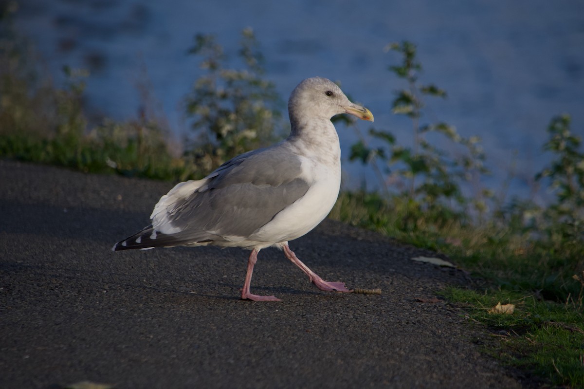 racek západní x šedokřídlý (hybrid) - ML644526771