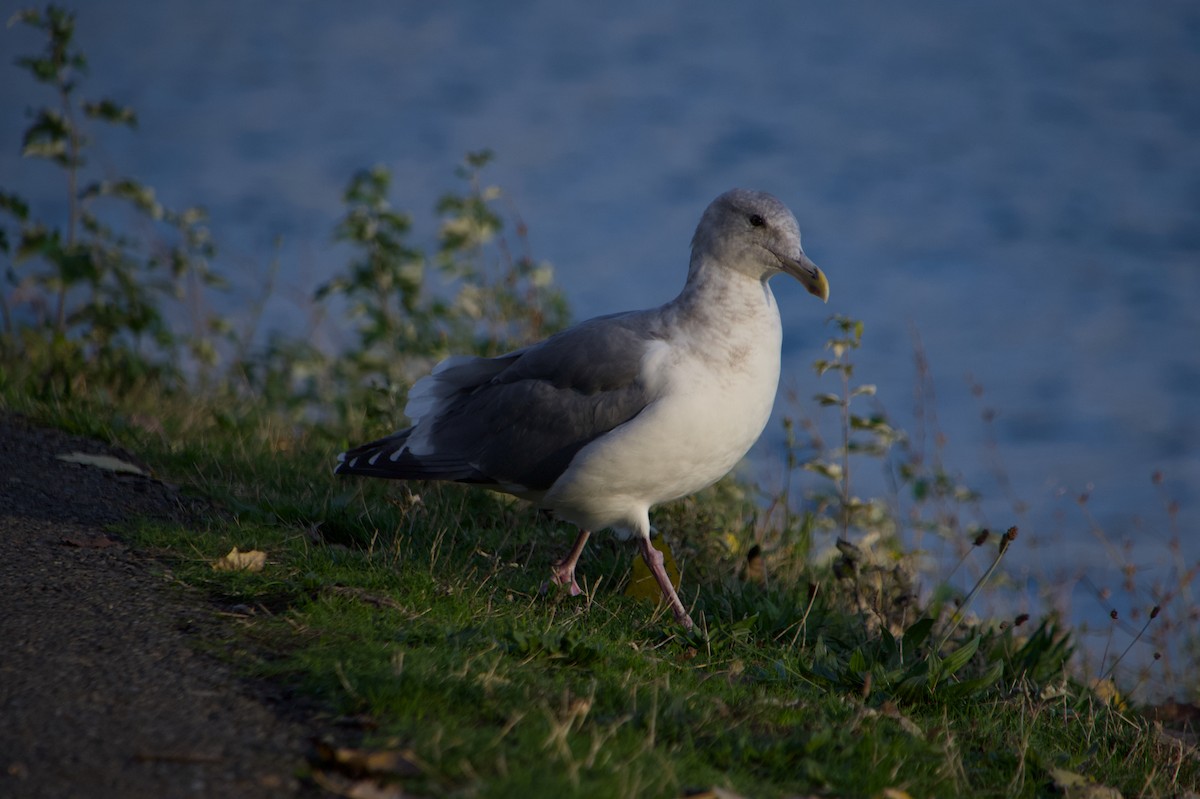 racek západní x šedokřídlý (hybrid) - ML644526772