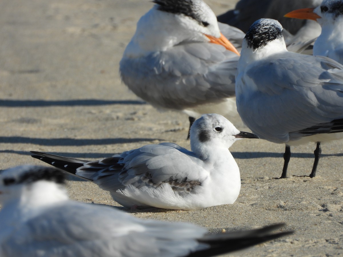 Bonaparte's Gull - ML644526775