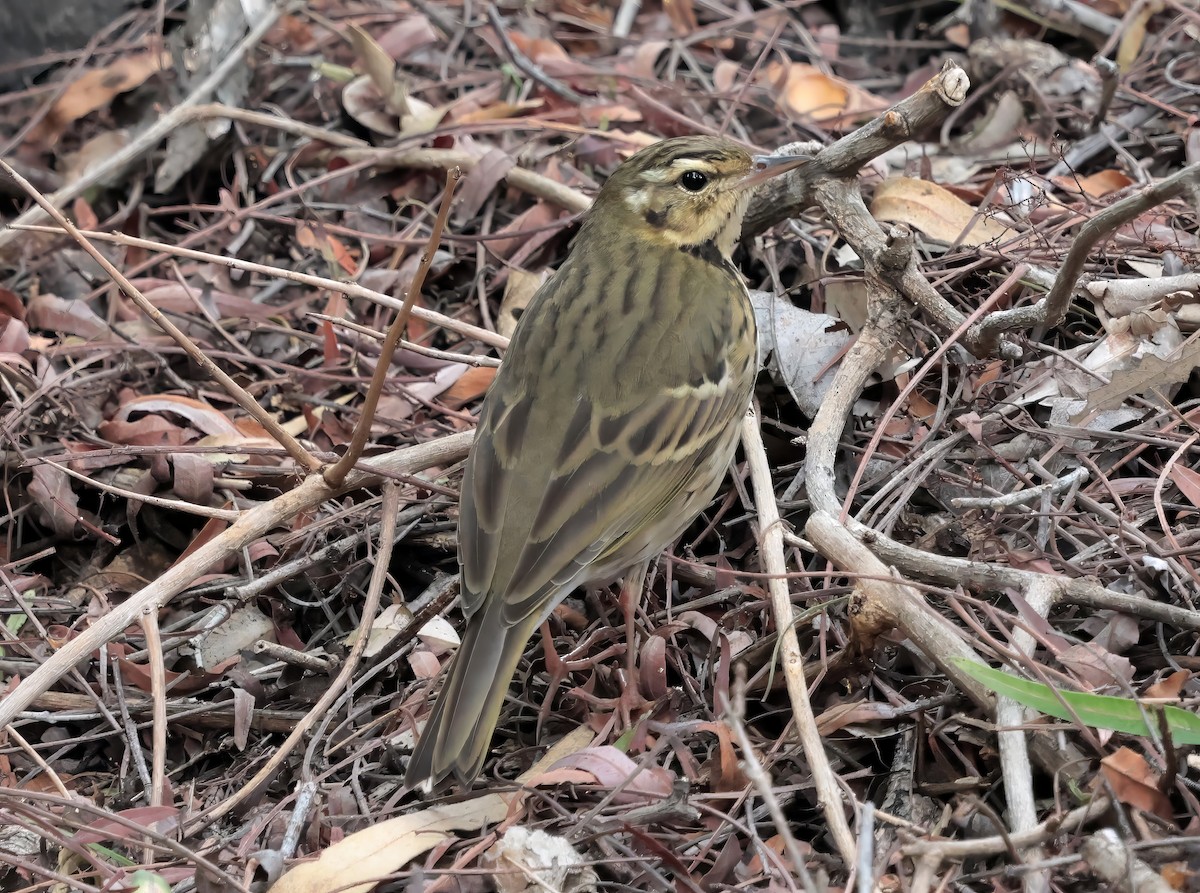 linduška olivová - ML644526781