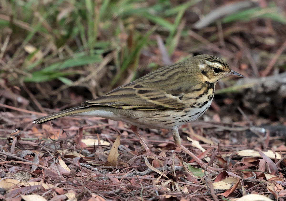 linduška olivová - ML644526782