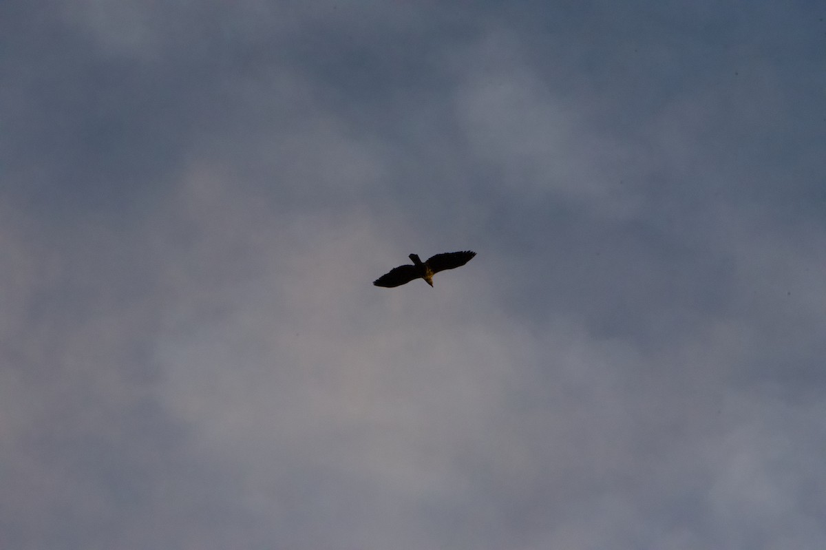 orel bělohlavý - ML644526786