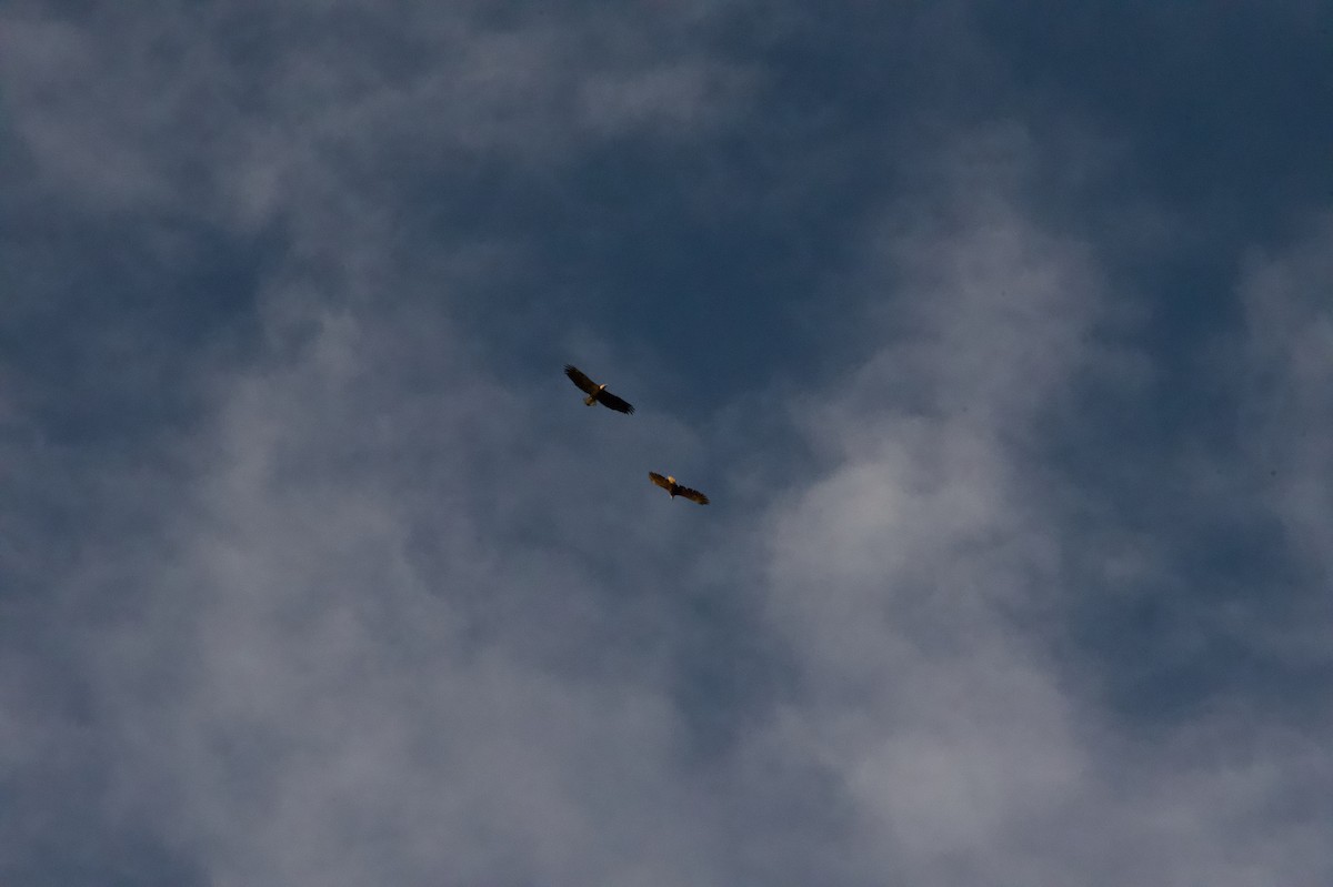 orel bělohlavý - ML644526787