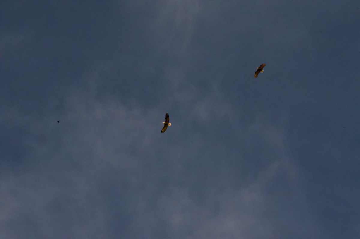 orel bělohlavý - ML644526788