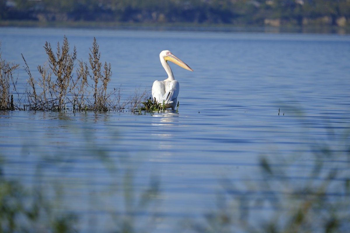 Great White Pelican - ML644526791