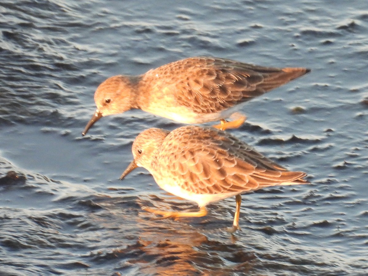 Least Sandpiper - ML644526798