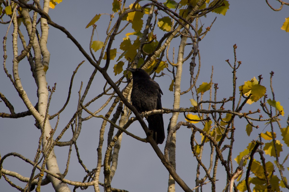 vrána americká - ML644526806