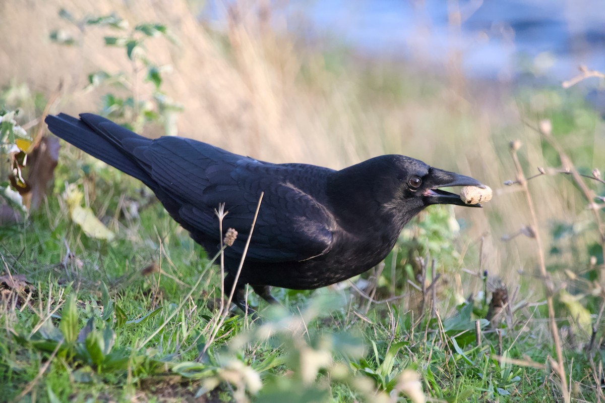 vrána americká - ML644526810