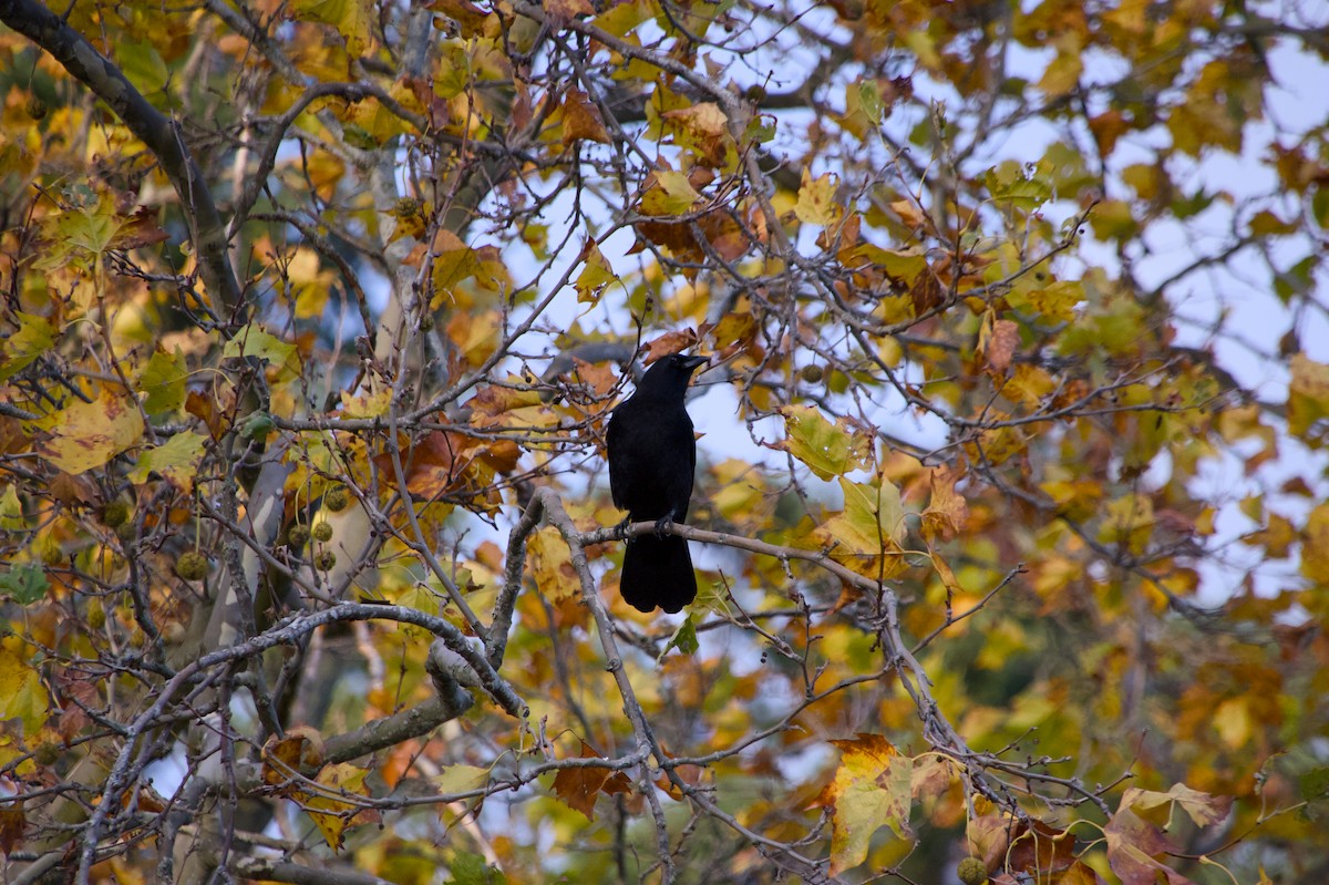 vrána americká - ML644526811