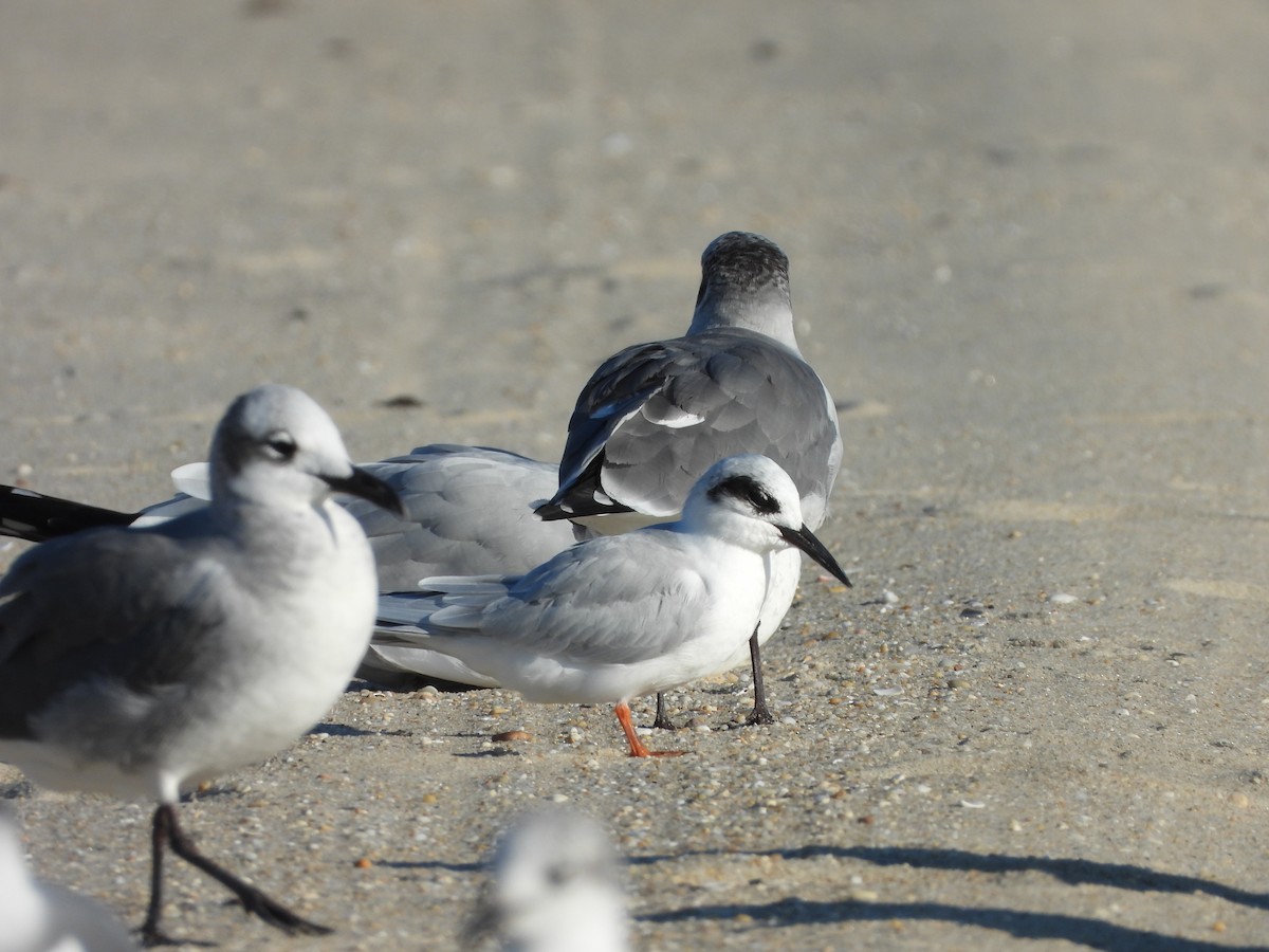 Forster's Tern - ML644526812