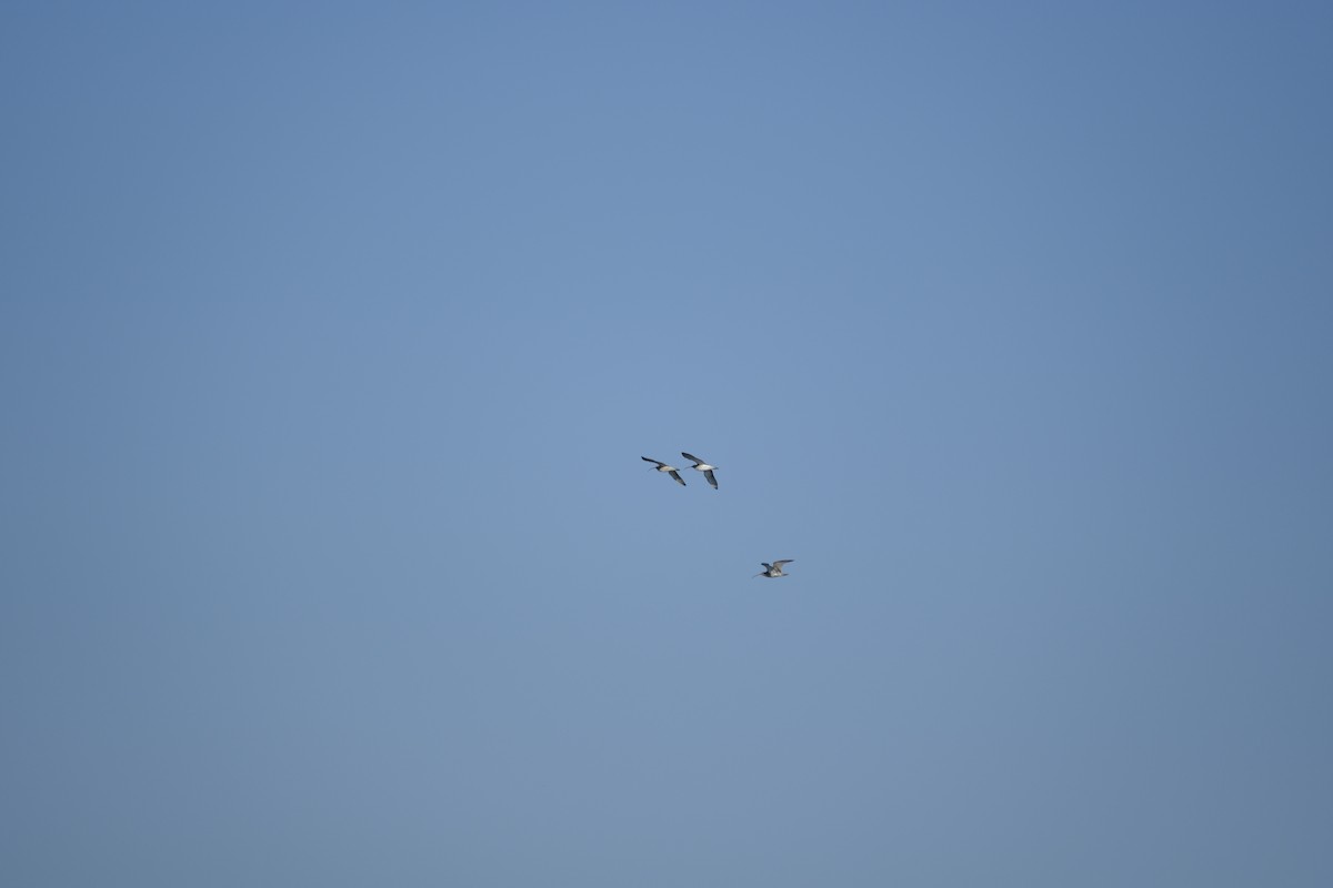 Eurasian Curlew - ML644526814