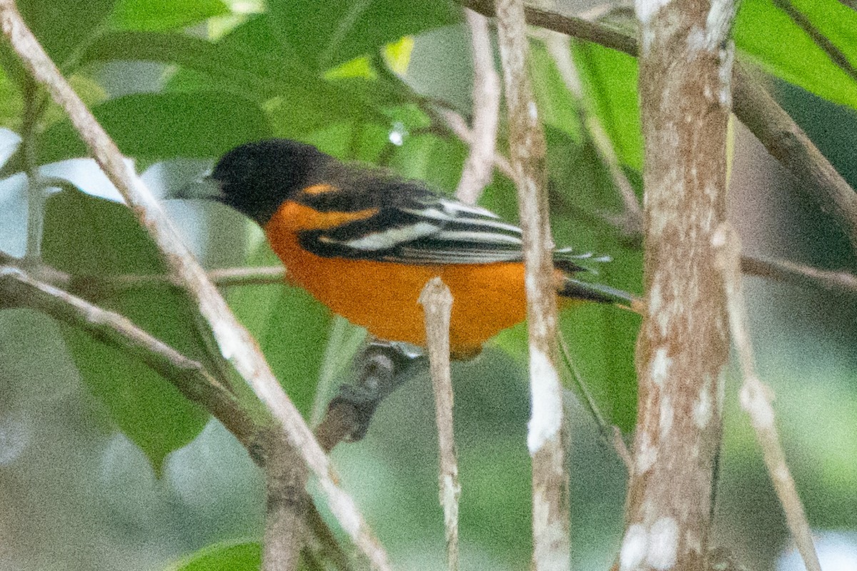 Oriole de Baltimore - ML644526815