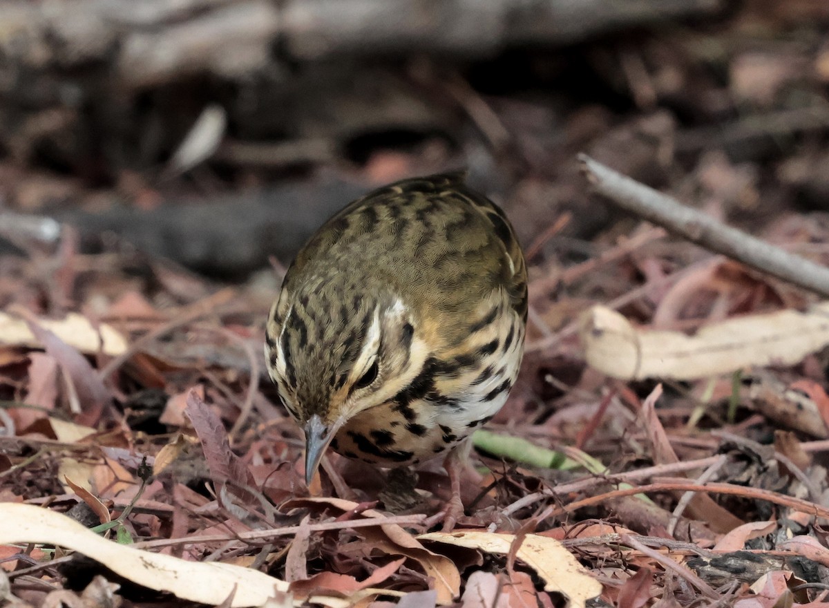 linduška olivová - ML644526821