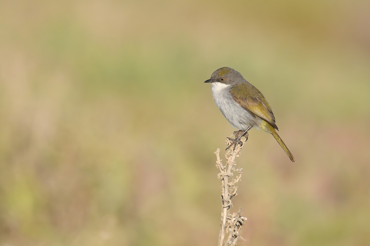 Karoo Eremomela - ML644526823