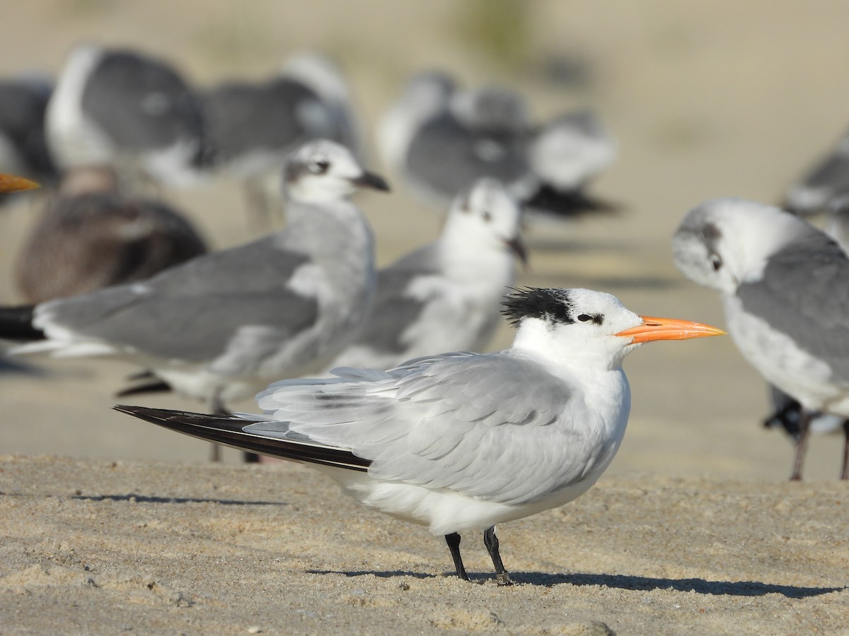 Royal Tern - ML644526832