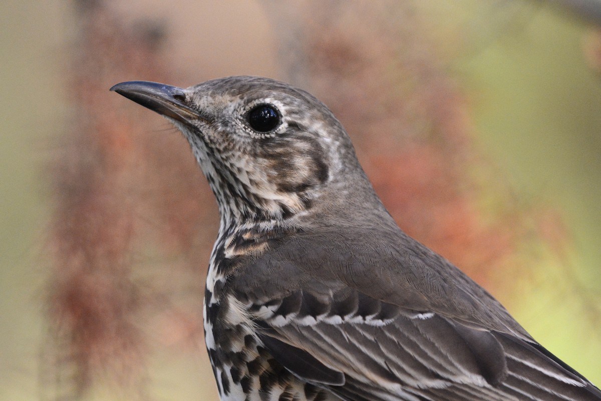 ヤドリギツグミ - ML644526846