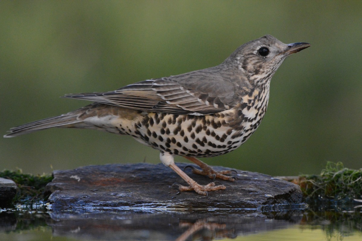 ヤドリギツグミ - ML644526847