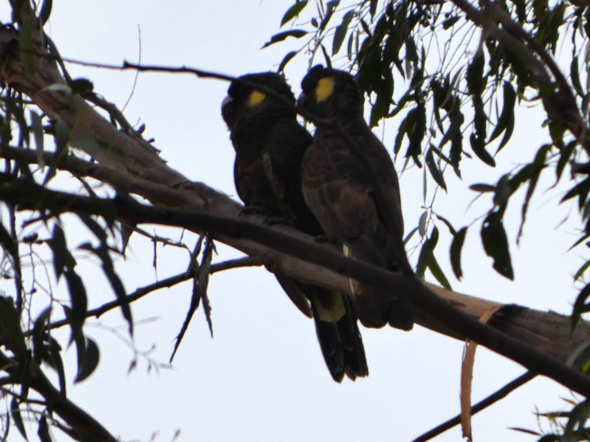 キイロオクロオウム - ML644526856