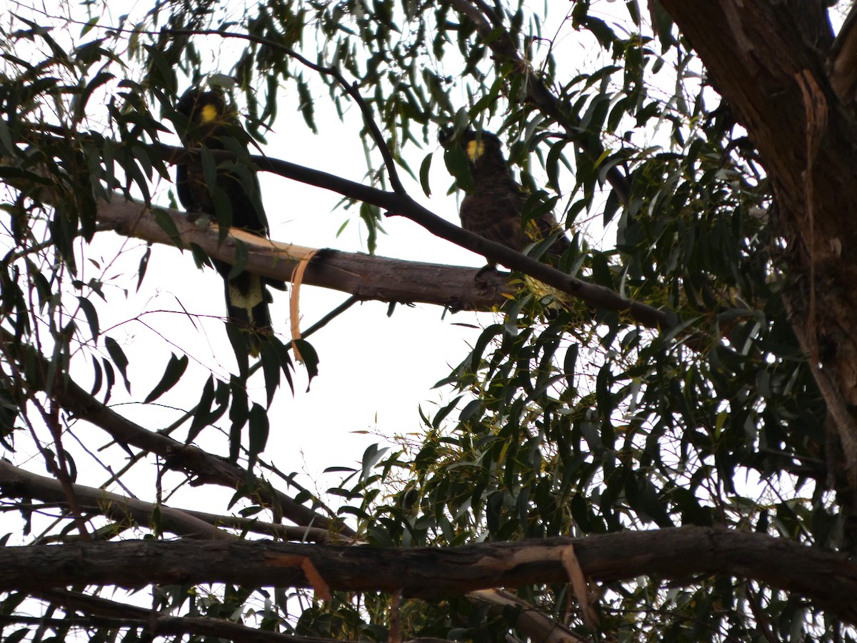 キイロオクロオウム - ML644526857