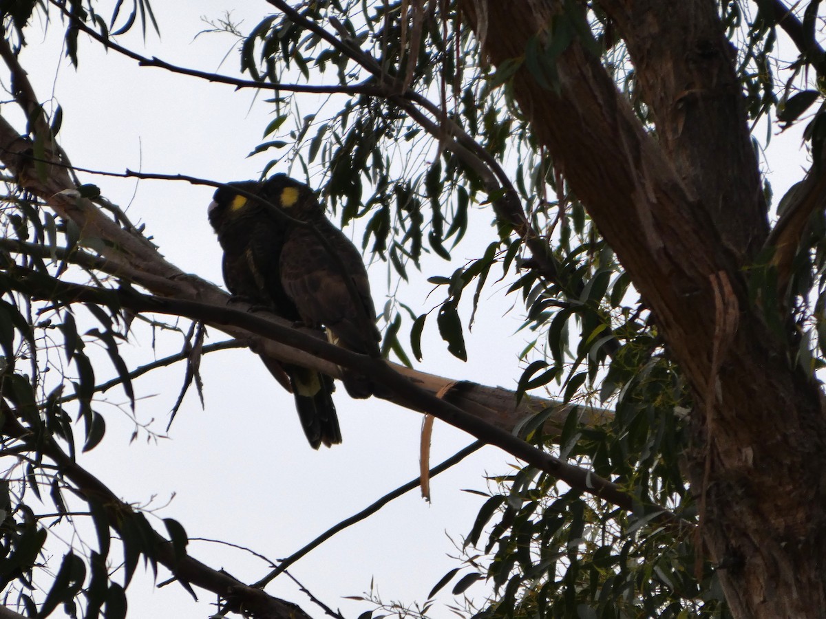 キイロオクロオウム - ML644526858