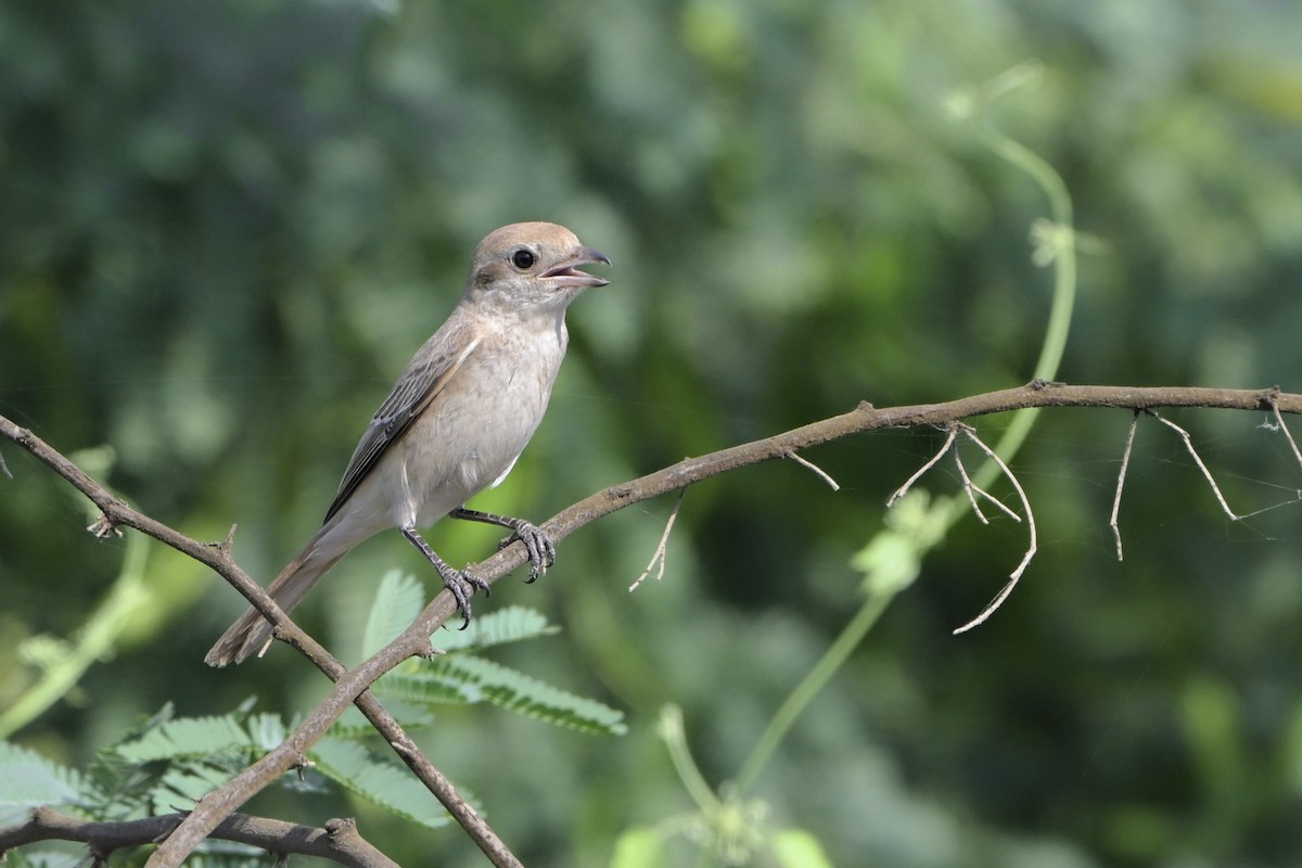 Рыжехвостый жулан (isabellinus) - ML644526867
