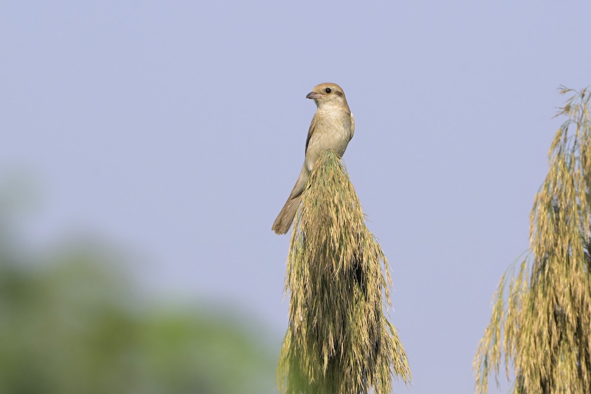 Рыжехвостый жулан (isabellinus) - ML644526868