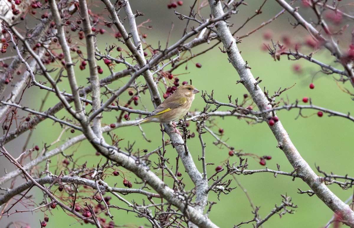 Verdier d'Europe - ML644526874