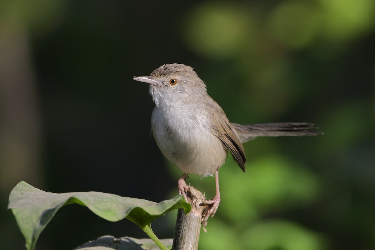 Изящная приния - ML644526876