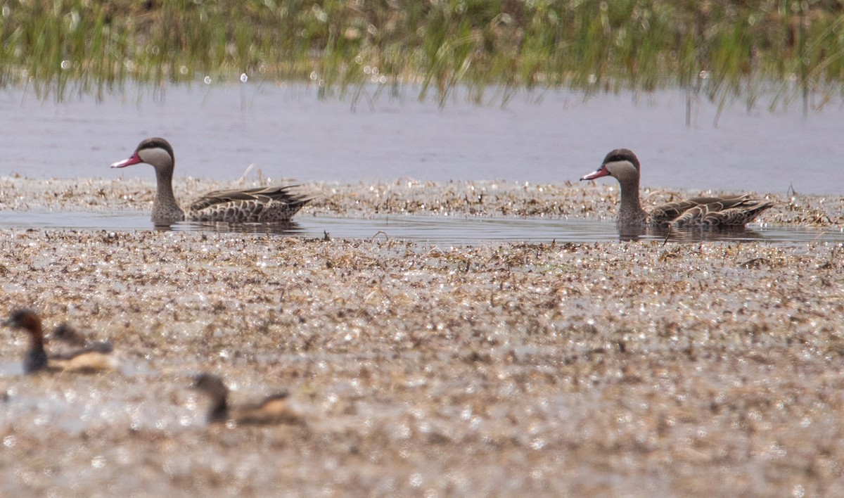 שרשיר אדום-מקור - ML644526881