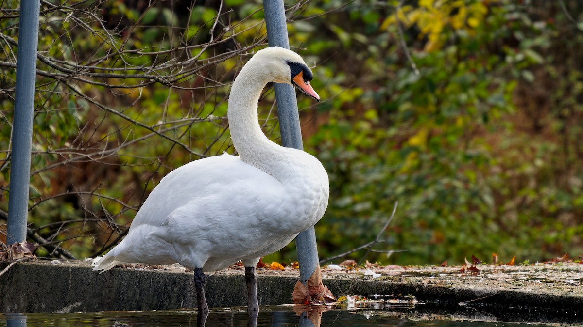 Mute Swan - ML644526898