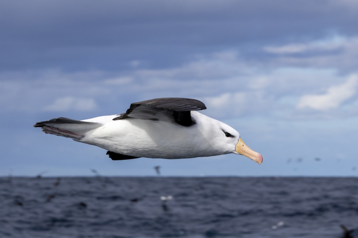 albatros černobrvý - ML644526902