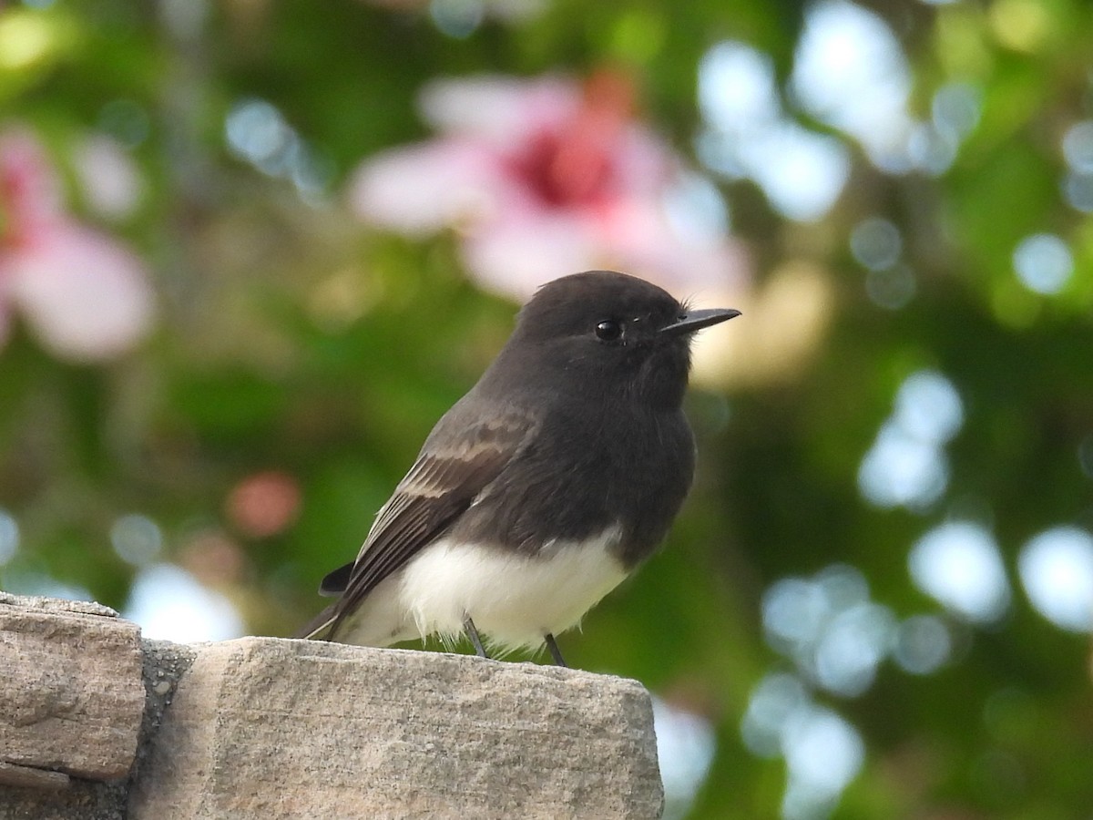 Black Phoebe - ML644526915