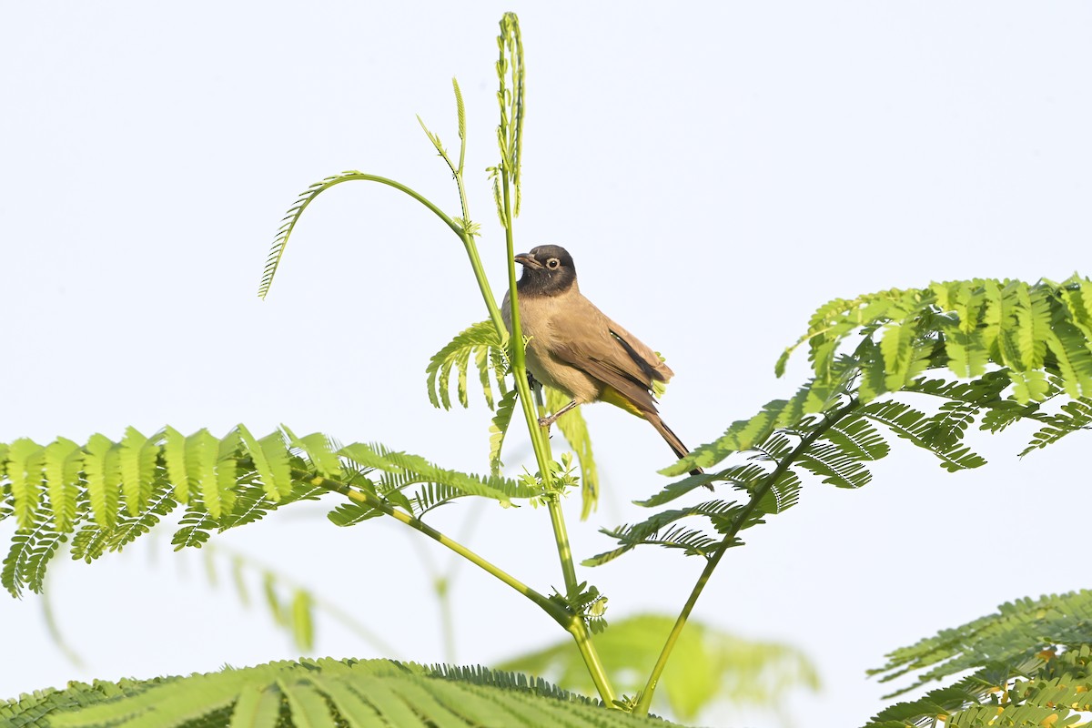 Желтогузый бюльбюль - ML644526916