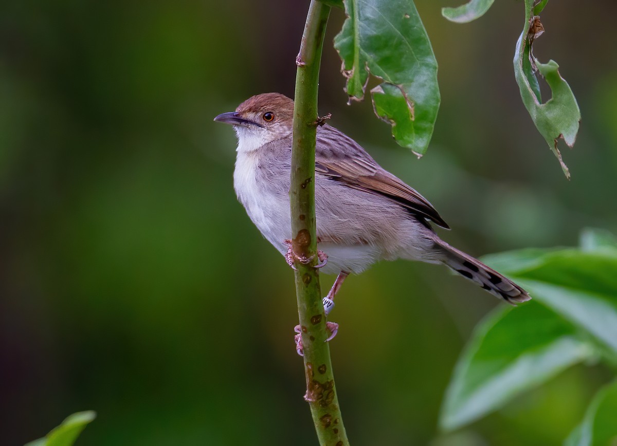 Rattling Cisticola - ML644526919