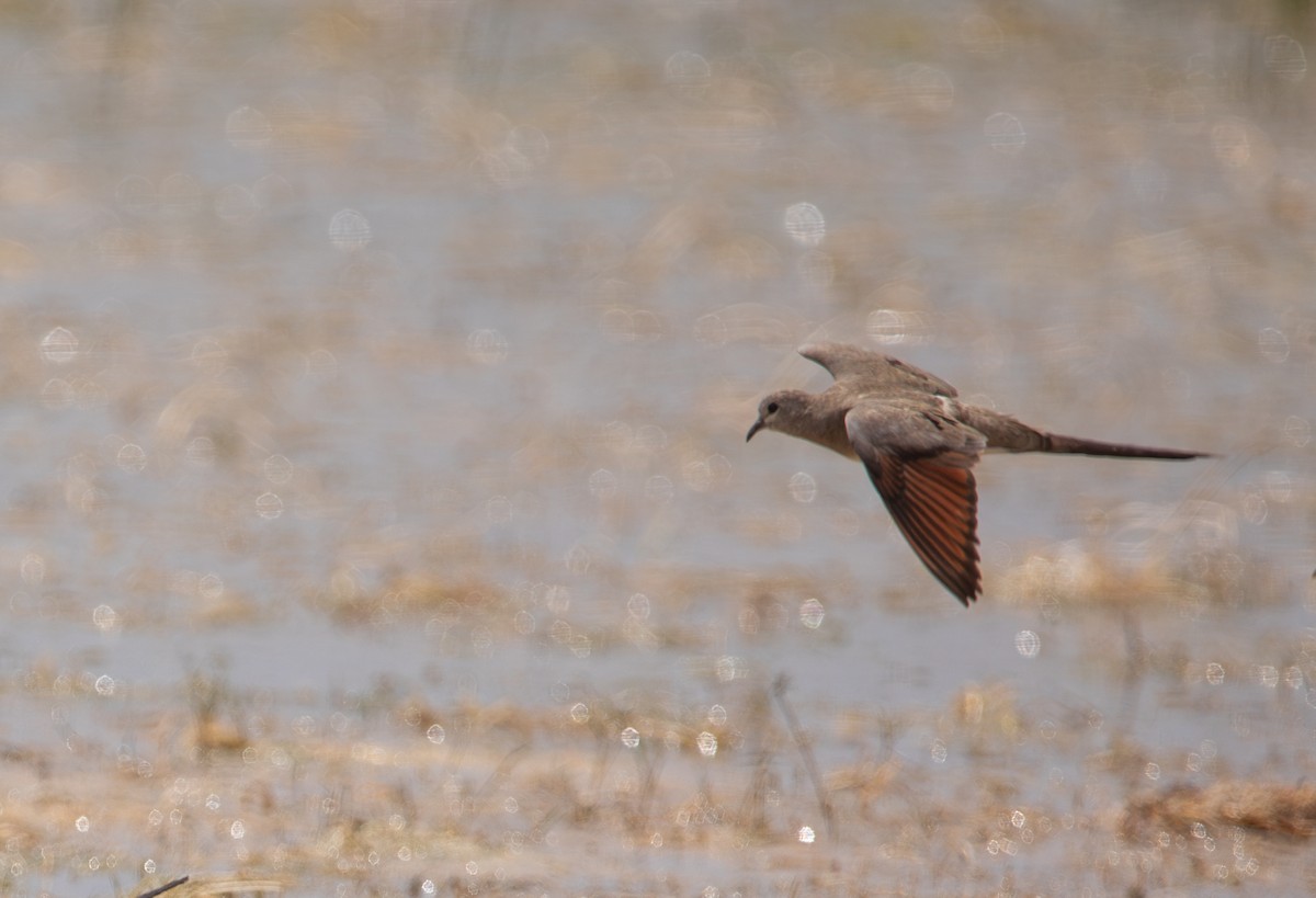 Namaqua Dove - ML644526935