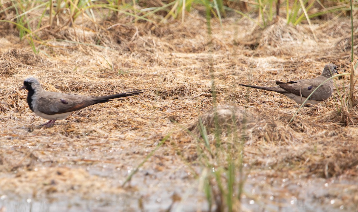 Namaqua Dove - ML644526936