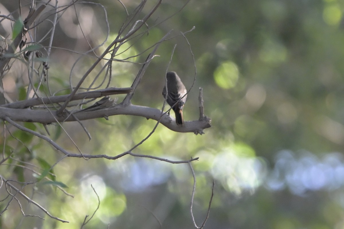 Обыкновенная горихвостка - ML644526950